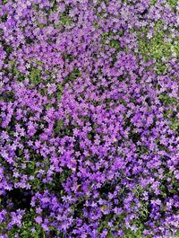 Full frame shot of purple flowering plants on field