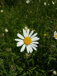 Close-up of white daisy flower on field