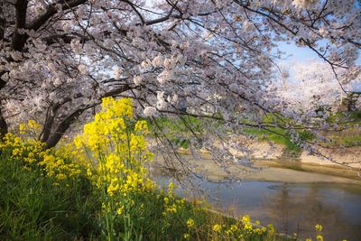 Cherry blossoms in spring