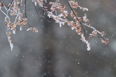 Close-up of cherry blossoms in winter