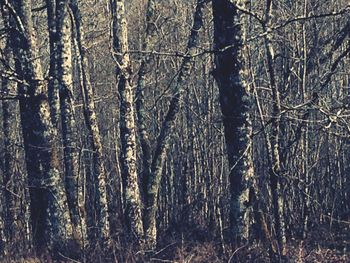 Bare trees in forest