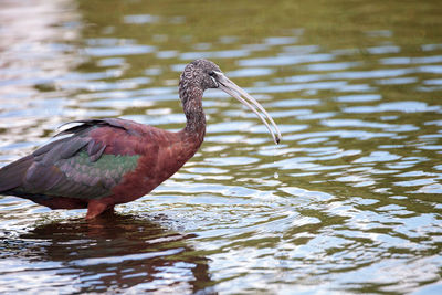 Glossy ibis plegadis falcinellus wades through a marsh and forages for food in the myakka river 