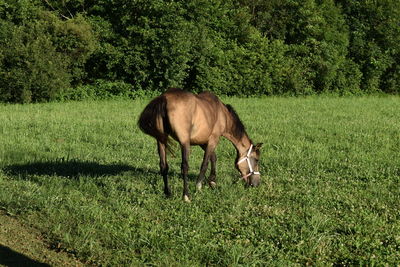 Horse grazing in a field