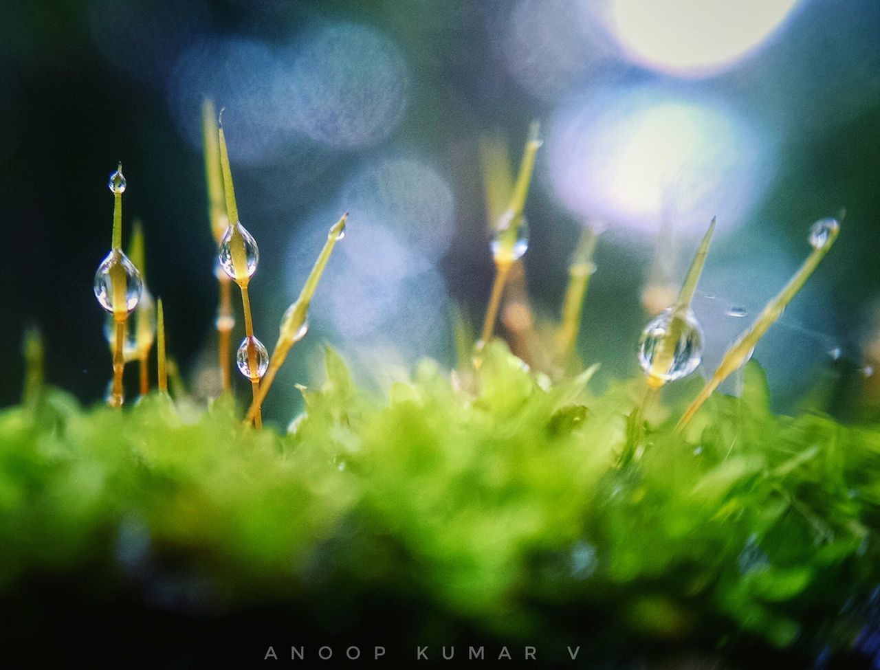 DEW DROPS ON GRASS