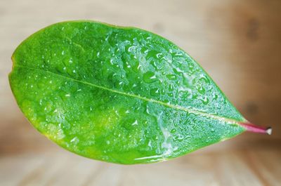 High angle view of wet leaf on table