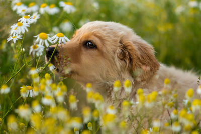 Close-up of dog looking away on field