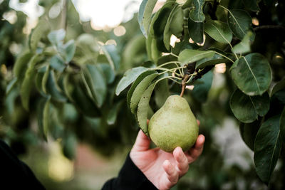 Close-up of fruit growing on tree