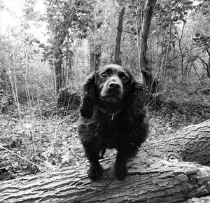 Portrait of dog in forest