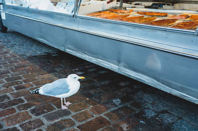 Close-up of seagull standing at market stall