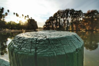 Close-up of tree trunk