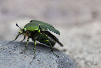 Close-up of grasshopper on rock