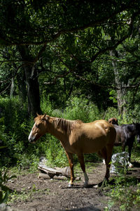 Horse standing in a field
