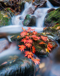 High angle view of autumn leaves on rock amidst stream