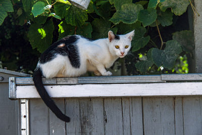 Portrait of cat sitting outdoors