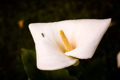 Close-up of white flower