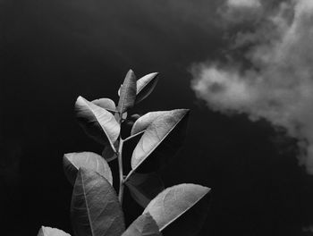 black and white