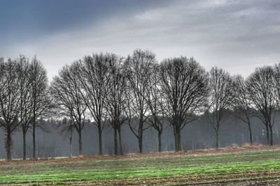 Trees against sky