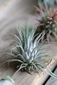 Close-up of succulent plant on table