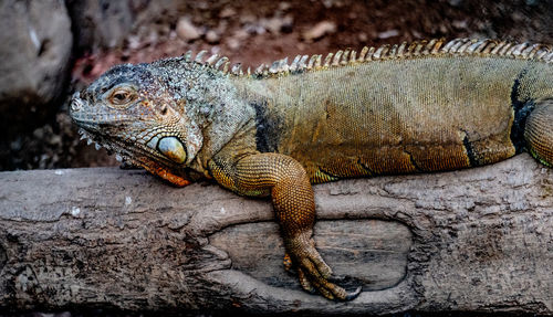 Close-up of a lizard on rock