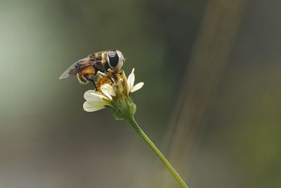 Close-up of insect pollinating on flower