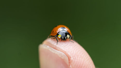 Close-up of ladybug on finger