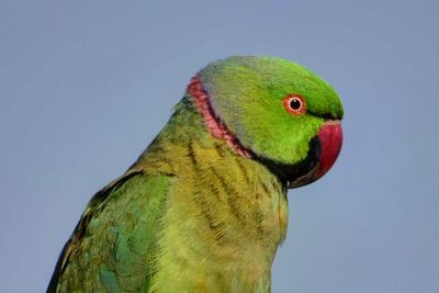 Close-up of parrot perching on rock against blue sky