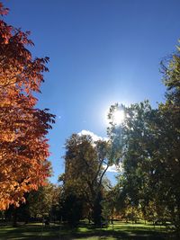 Low angle view of trees against sky