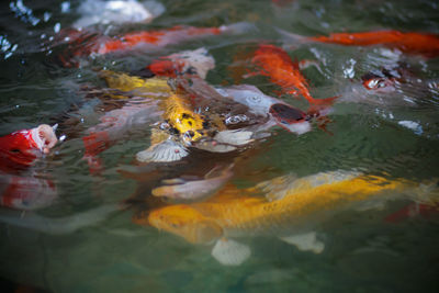 High angle view of koi carps swimming in lake