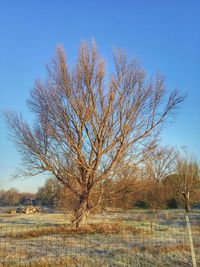 Bare trees on field against clear sky