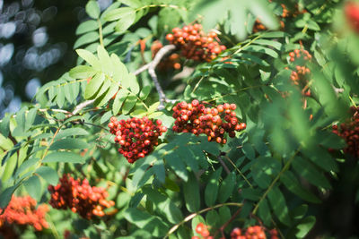 Close-up of berries on tree