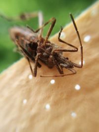 Close-up of insect