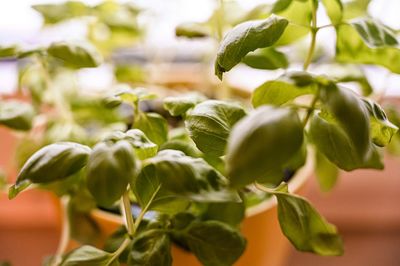 Close-up of fruits growing on plant