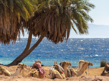 Panoramic view of palm trees on beach against sky