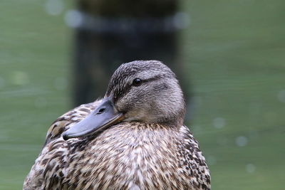 Close-up of a bird