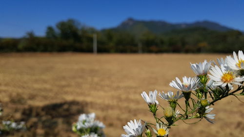 Close-up of white flowering plant on field against sky