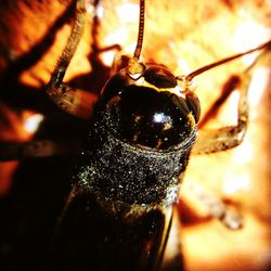 Close-up of crab