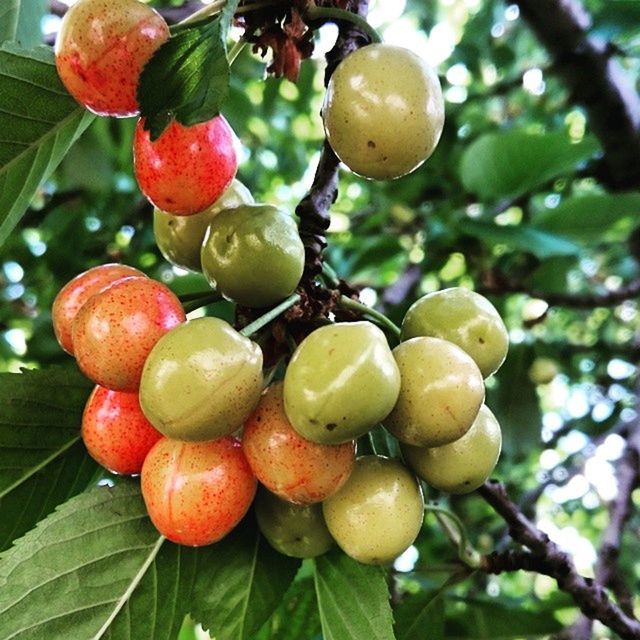 fruit, food and drink, tree, food, freshness, healthy eating, branch, leaf, hanging, growth, low angle view, close-up, focus on foreground, ripe, berry fruit, green color, nature, apple tree, red, apple - fruit