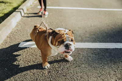 High angle view of dog on road