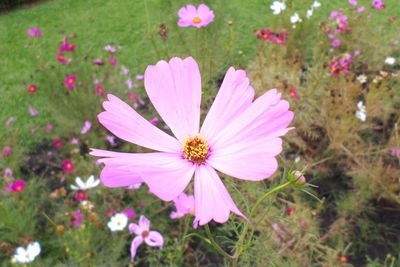 Close-up of pink flowers blooming outdoors