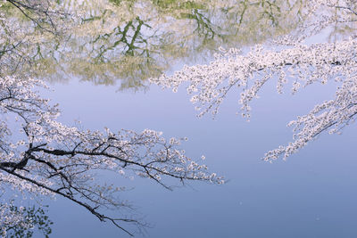 Upside down image of cherry blossoms tree growing against sky