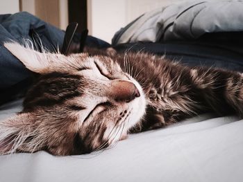 Close-up of cat sleeping