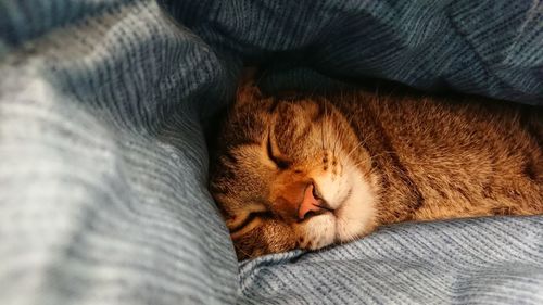 Close-up of cat sleeping on bed