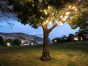 Trees on field against sky at night
