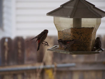 Side view of a bird against blurred fence