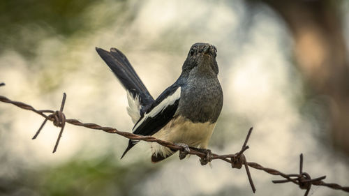 Low angle view of bird perching on fence