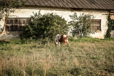 Horse standing in a field