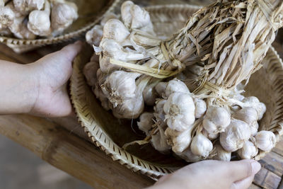 Selective focus large bunch of garlic in the saplings of agricultural gardeners in thailand, 