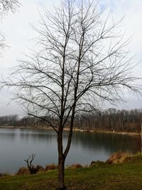 Bare tree by lake against sky