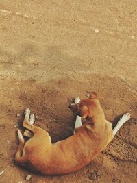 Close-up of dog