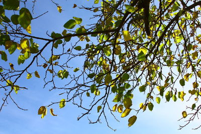 Low angle view of tree branch against blue sky